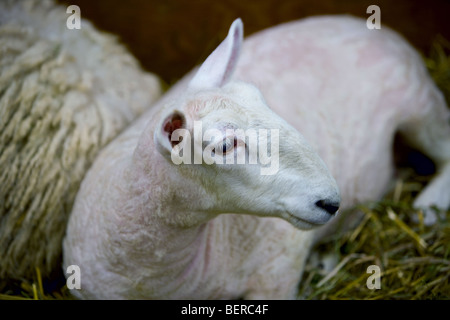 Pecore che stabilisce il fieno in un granaio. Foto Stock