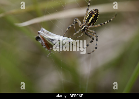 Wasp Spider, Argiope bruennichi, femmina mangiare preda, Dorset, Regno Unito Foto Stock