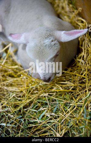 Un agnello che stabilisce il fieno in un granaio. Foto Stock