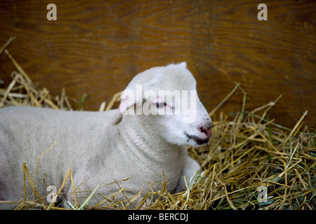 Un agnello che stabilisce il fieno in un granaio. Foto Stock