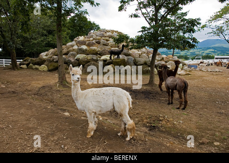 Alpaca a Nasu Fattoria degli Alpaca Tochigi, Giappone Foto Stock