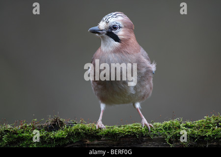 Curioso Eurasian jay (Garrulus glandarius) appollaiato sul muschio coperto tronco, Belgio Foto Stock