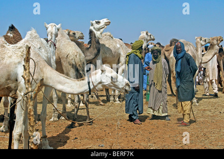 Dromedario cammelli (Camelus dromedarius) per la vendita al mercato di cammelli, Zinder, Niger, Africa occidentale Foto Stock