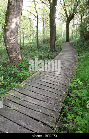 Il Boardwalk / sollevata passerella in legno con staccionata in legno attraverso la palude, Hesbaye, Belgio Foto Stock