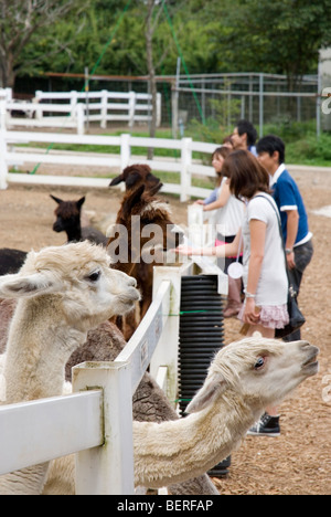 Persone alimentazione di alpaca a Nasu Fattoria degli Alpaca Tochigi, Giappone Foto Stock