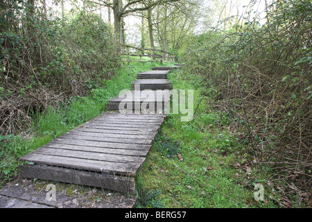 Il Boardwalk / sollevata passerella in legno con staccionata in legno attraverso la palude, Hesbaye, Belgio Foto Stock