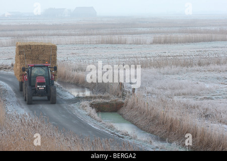 Il trattore lungo frange reed in meadowlands in inverno, Uitkerkse polder, Belgio Foto Stock