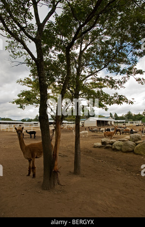 Alpaca a Nasu Fattoria degli Alpaca Tochigi, Giappone Foto Stock