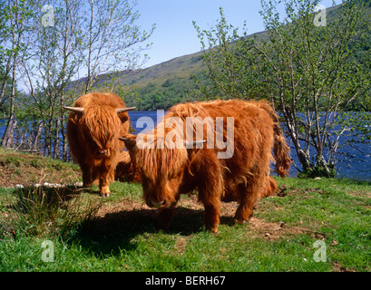 Highland bovini, Scozia Foto Stock