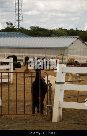 Alpaca a Nasu Fattoria degli Alpaca Tochigi, Giappone Foto Stock