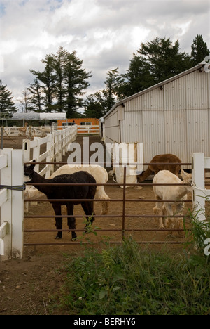 Alpaca a Nasu Fattoria degli Alpaca Tochigi, Giappone Foto Stock