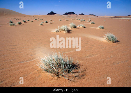 Vegetazione in Erg di Bilma, un mare di dune nel deserto Ténéré regione del sud del Sahara centrale, Niger, Africa occidentale Foto Stock