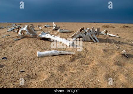 Cammello Dromedario (Camelus dromedarius) skeleton e sbiancato ossa nel deserto del Sahara, Niger, Africa occidentale Foto Stock