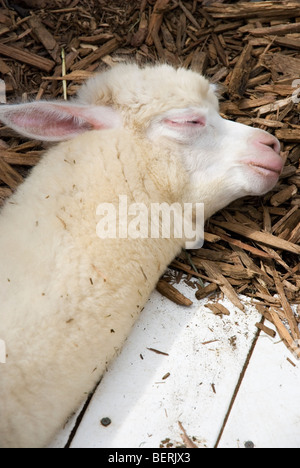 Giovani alpaca dormire a Nasu Fattoria degli Alpaca in Tochigi, Giappone Foto Stock