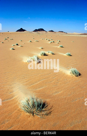 Vegetazione in Erg di Bilma, un mare di dune nel deserto Ténéré regione del sud del Sahara centrale, Niger, Africa occidentale Foto Stock