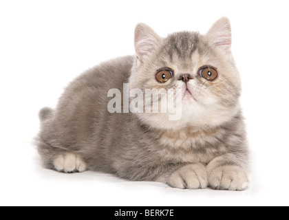 Silver tabby Exotic Shorthair kitten ritratto in studio Foto Stock