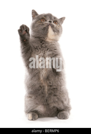 Blue tortie Exotic Shorthair kitten ritratto in studio Foto Stock