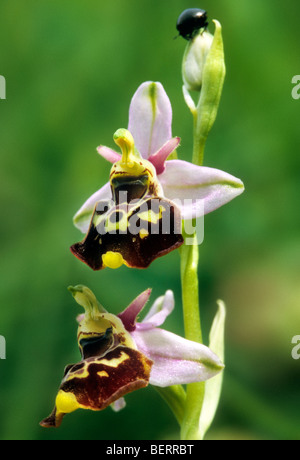 Late spider orchid (Ophrys fuciflora), Ardenne, Lorena, Francia Foto Stock