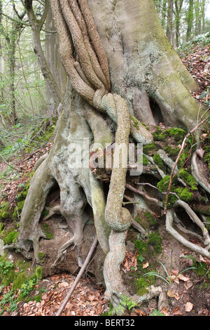 Radici di farnia / Inglese quercia (Quercus robur) nella foresta in primavera, Belgio Foto Stock