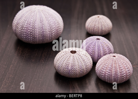 Raccolta di violetta e rosa dei gusci da dal mare Mediterraneo Foto Stock