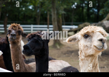 Alpaca a Nasu Fattoria degli Alpaca Tochigi, Giappone Foto Stock