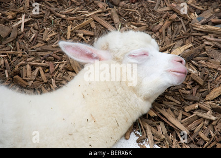 Giovani alpaca dormire a Nasu Fattoria degli Alpaca in Tochigi, Giappone Foto Stock