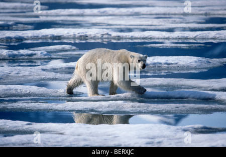 Orso polare (Ursus maritimus / Thalarctos maritimus) in esecuzione sulla banchisa galleggiante nell'Oceano Artico sul polo nord Foto Stock
