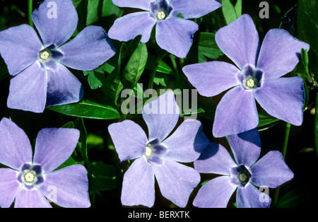 Bigleaf pervinca / grandi pervinca maggiore / pervinca / blu pervinca (Vinca major) in fiore Foto Stock