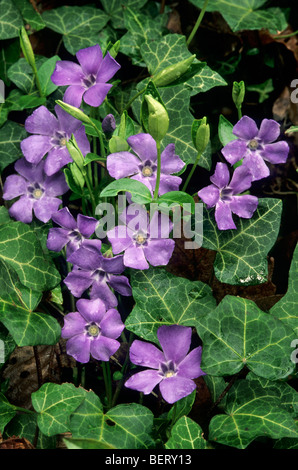 Bigleaf pervinca / grandi pervinca maggiore / pervinca / blu pervinca (Vinca major) in fiore Foto Stock