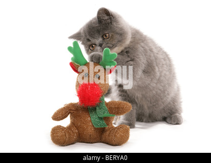 Exotic Shorthair Gattino con le renne giocattolo di natale ritratto in studio Foto Stock