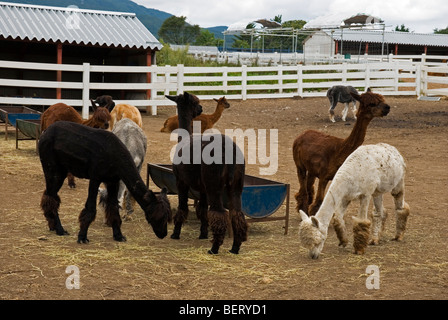 Alimentazione di alpaca a Nasu Fattoria degli Alpaca Tochigi, Giappone Foto Stock