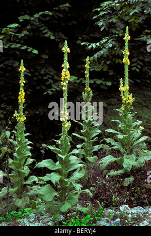 Comuni / mullein la verga di Aronne fiori / grande mullein (Molène thapsus) in fiore Foto Stock