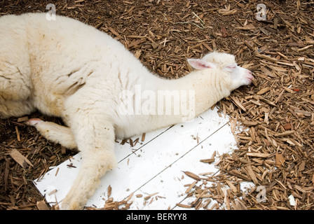 Giovani alpaca dormire a Nasu Fattoria degli Alpaca in Tochigi, Giappone Foto Stock