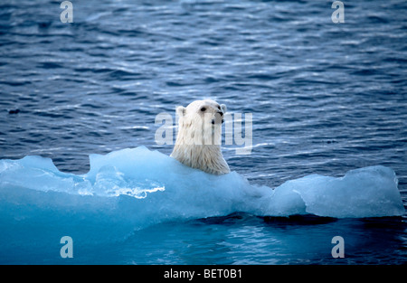 Orso polare (Ursus maritimus) nuotare nell'Oceano Artico sul polo Nord vicino alle Isole Svalbard / Spitsbergen, Norvegia Foto Stock