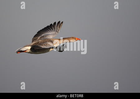 Graylag goose (Anser anser) in volo, Belgio Foto Stock