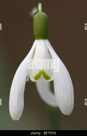 Snowdrop (Galanthus nivalis), Belgio Foto Stock