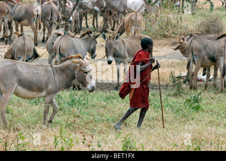 Pastore masai imbrancandosi asini (Equus asinus) in Tanzania Africa orientale Foto Stock