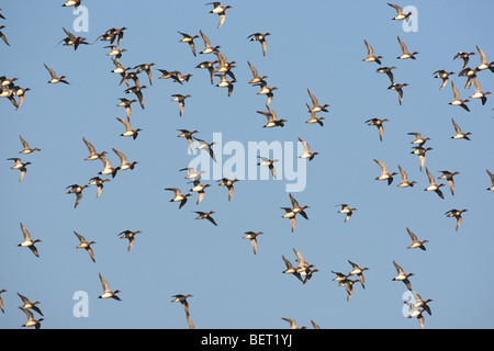 Eurasian wigeons / fischione / Eurasian fischione (Anas penelope / Mareca penelope) gregge in volo in inverno Foto Stock