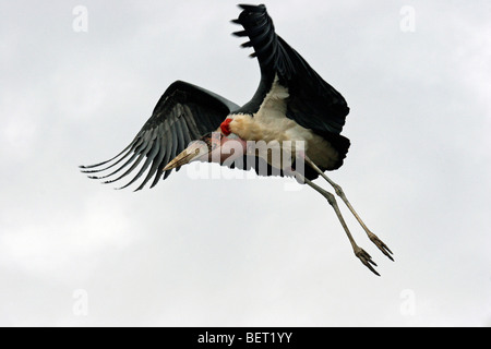 Marabou stork (Leptoptilos crumeniferus) battenti, Parco Nazionale di Tarangire e, Tanzania Africa orientale Foto Stock