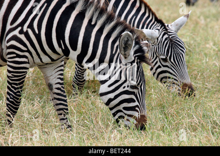 La Burchell zebre (Equus quagga burchellii) il pascolo, il cratere di Ngorongoro, Tanzania Africa orientale Foto Stock