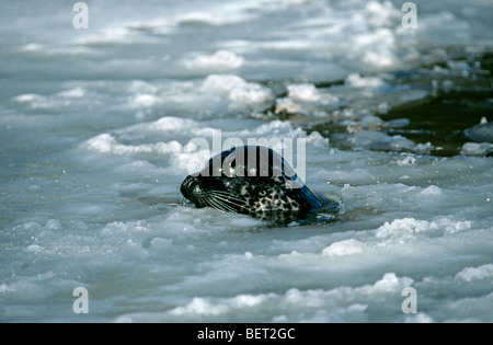 Comune / Harbour guarnizione (Phoca vitulina) nuotare nel pack di ghiaccio nel mare ghiacciato in inverno Foto Stock