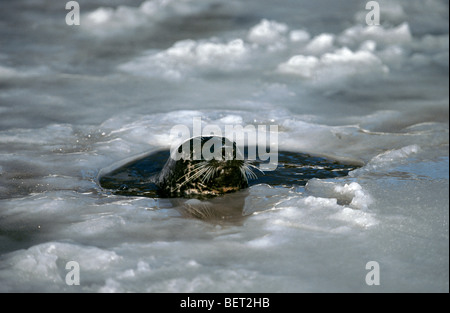 Comune / Harbour guarnizione (Phoca vitulina) nuotare nel pack di ghiaccio nel mare ghiacciato in inverno Foto Stock