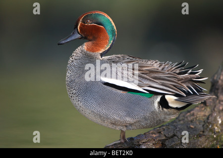 Maschio il Comune / Teal Eurasian Teal (Anas crecca) in piscina, Belgio Foto Stock