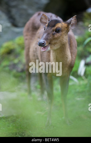 Reeves'so il cinese muntjac - Muntiacus reevesi Foto Stock