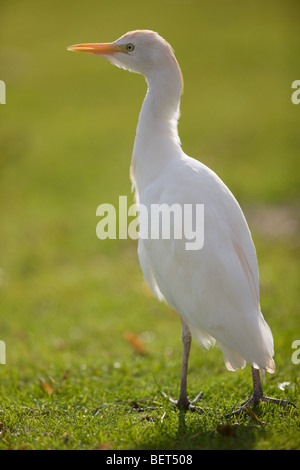 Airone guardabuoi - Ardeola ibis Foto Stock