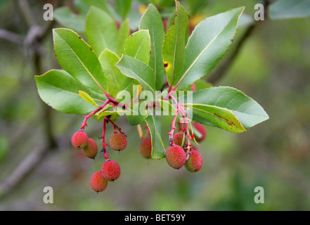 Il corbezzolo, Killarney Corbezzolo, Fragola Madrone, Corbezzolo, Strawberry-Tree, Arbutus unedo f. rubra, Ericaceae. Foto Stock