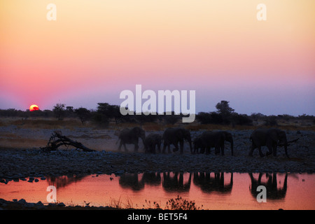 Elefanti a Watering Hole Etosha National Park Namibia Foto Stock