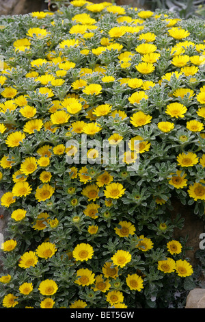 Tappeto tunisino, moneta in oro o spiaggia mediterranea Daisy, Asteriscus maritimus (Bubonium maritimum), Asteraceae, Tunisia, Africa. Foto Stock