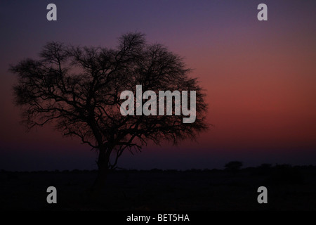 Gli uccelli sugli alberi al tramonto Etosha National Park Namibia Foto Stock