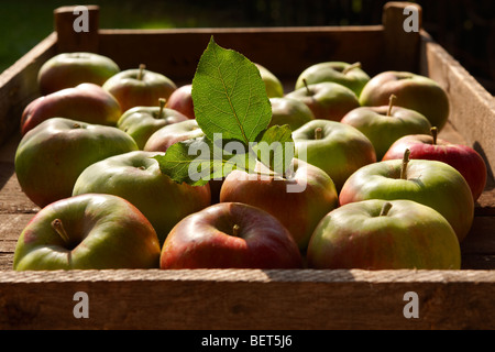 Le mele in cassetta di legno Foto Stock